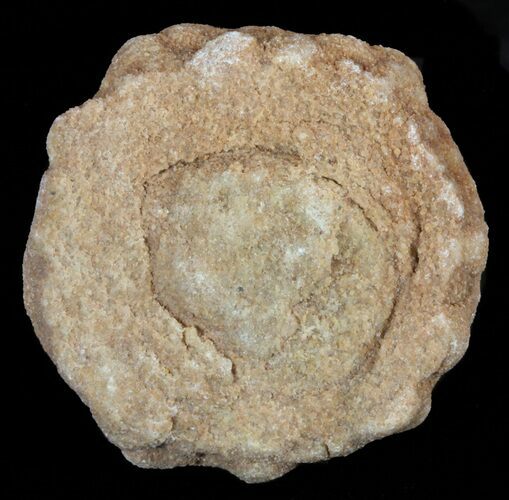 Flower-Like Sandstone Concretion - Pseudo Stromatolite #62214